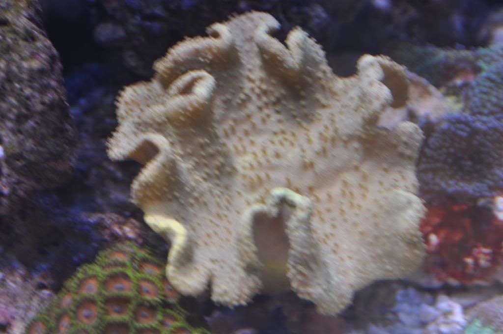 DSC_0287_zps6e0e17c4.jpg