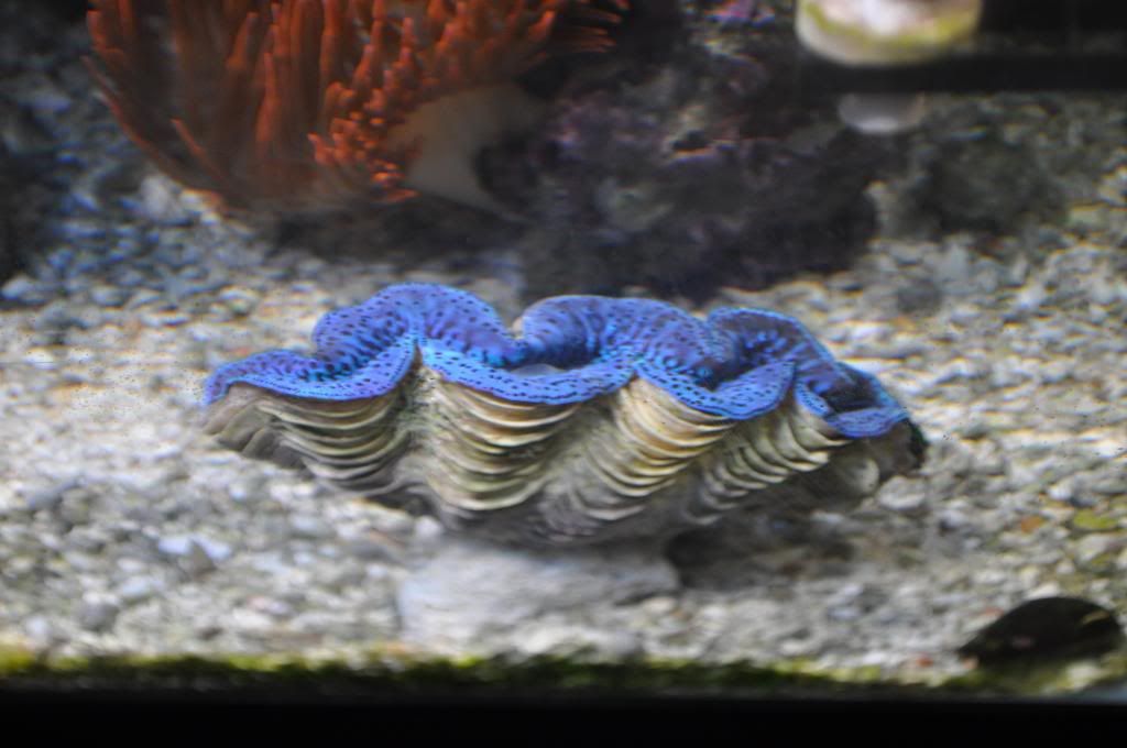 DSC_0287_zps1af0a098.jpg