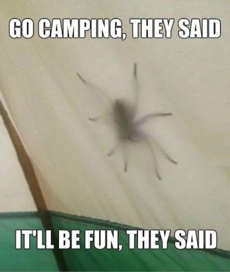 funny-picture-spider-camping_zps3ddad80a.jpg
