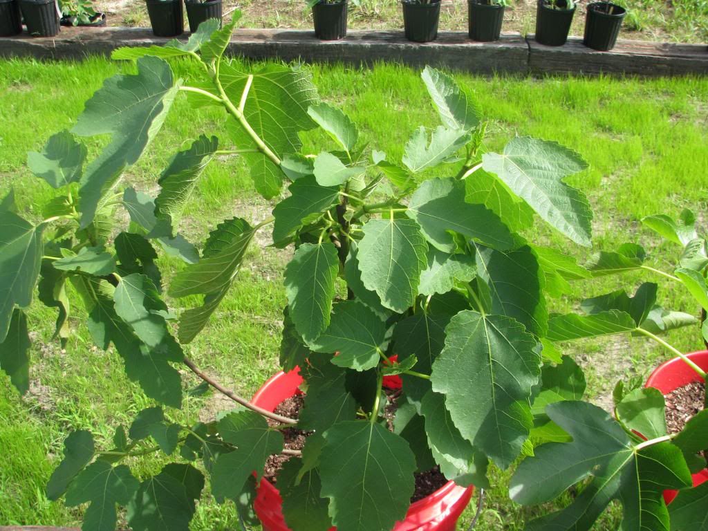 [IMG_0727_zps0a405209]