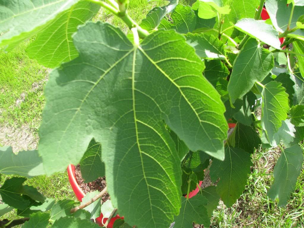 [IMG_0728_zpsd69704e0]