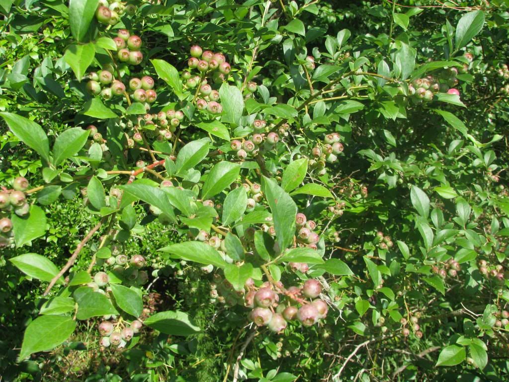 [IMG_0784_zps3ba639ef]