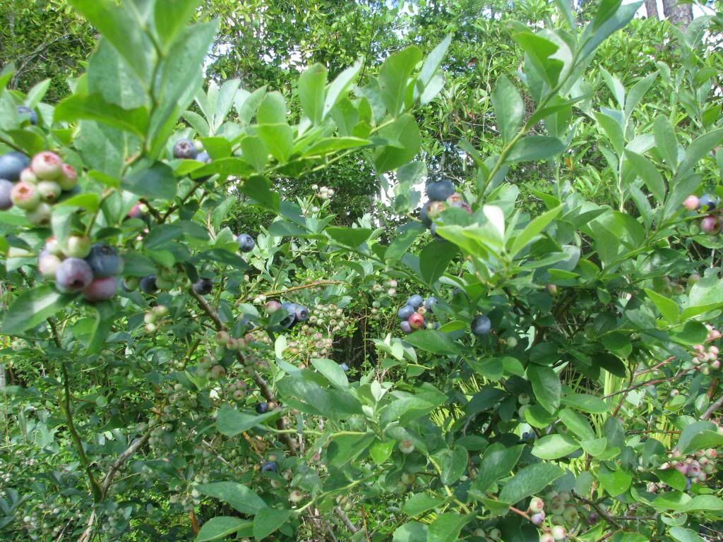 [IMG_0785_zpsd8204842]