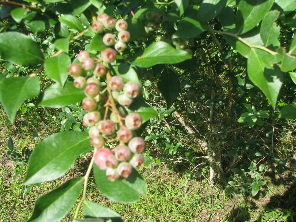 [IMG_0786_zpsd82c6320]