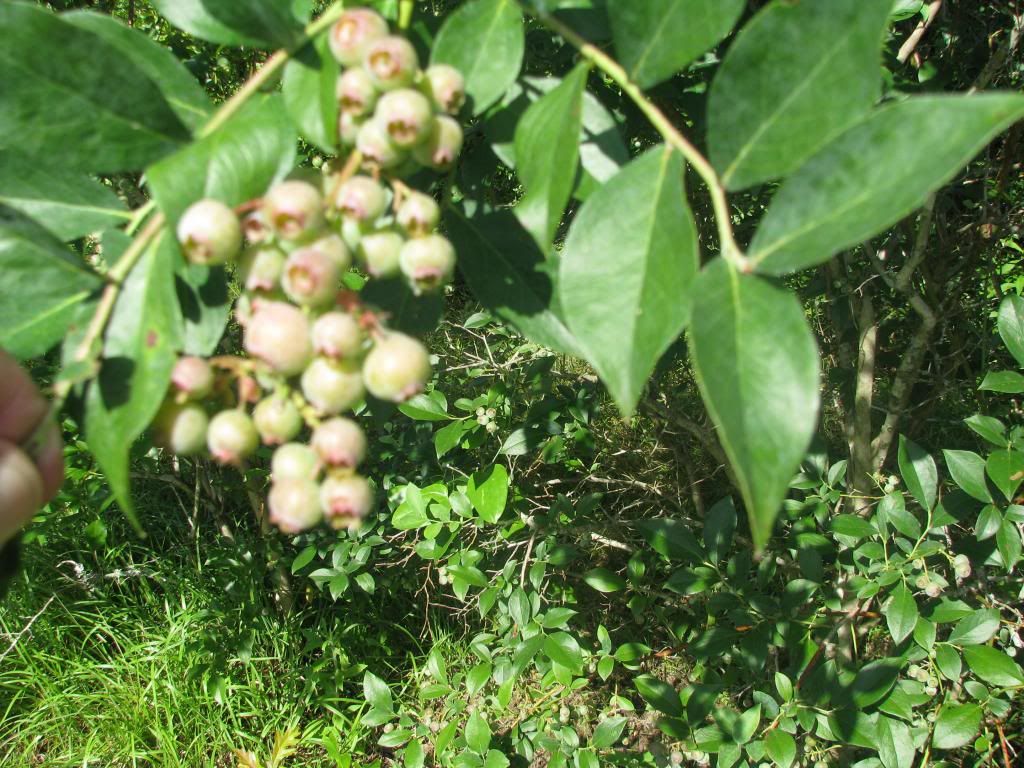 [IMG_0787_zps6e1d9d01]