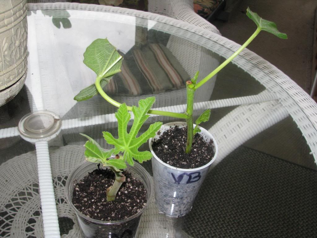 [IMG_0806_zps7b32bb2a]