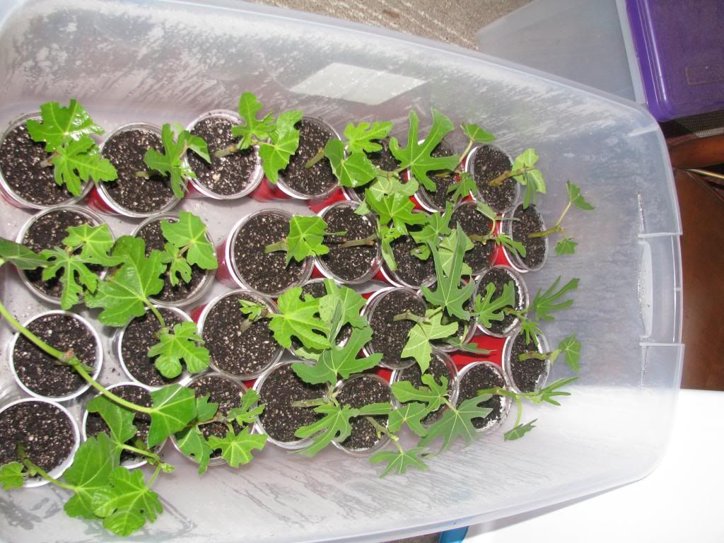 [IMG_0807_zps21f61469]