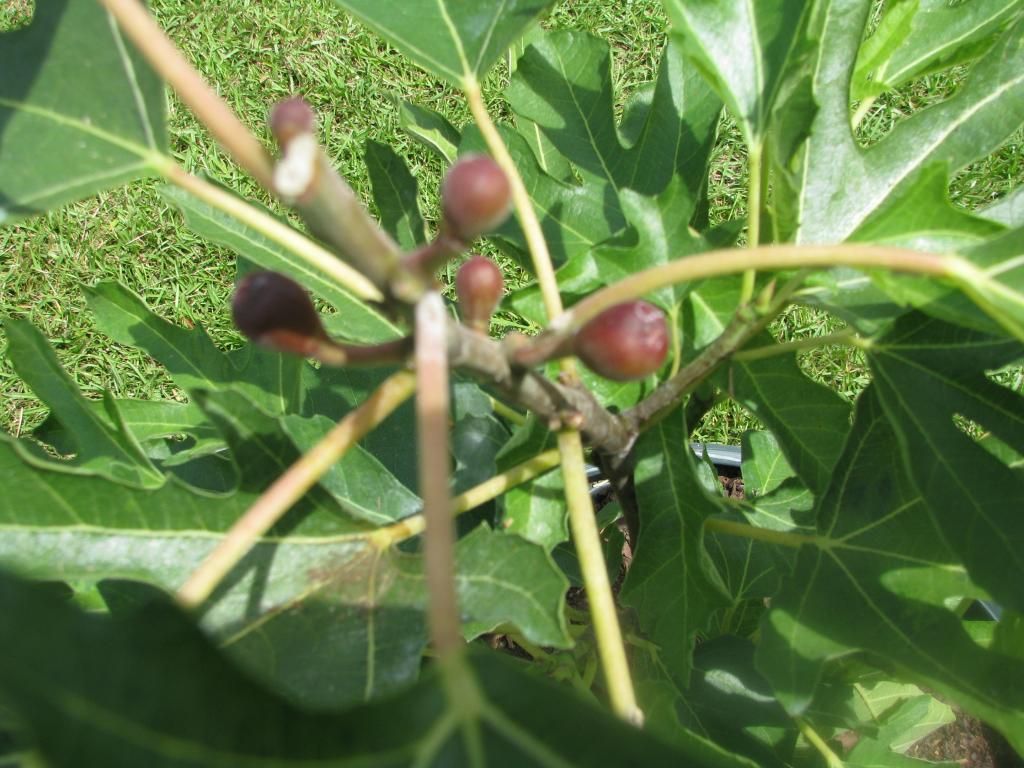 [IMG_1144_zpscf5f692c]