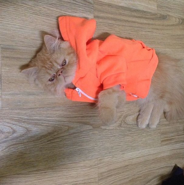 cat_zps8amnlgmi.jpg