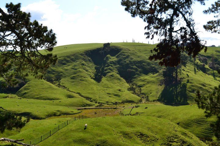 NUEVA ZELANDA Y FIDJI DURANTE 25 DIAS UN VIAJE MARAVILLOSO - Blogs de Nueva Zelanda - Abel tasman, y rumbo a la isla norte, ferry y a tongario national park -taupo (13)