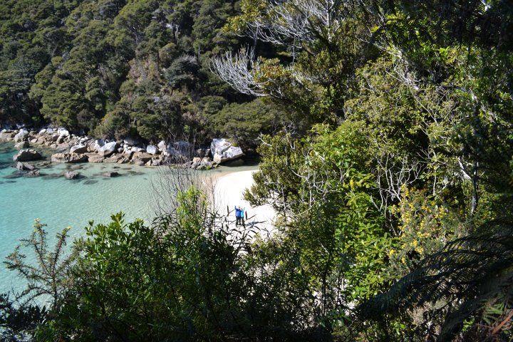 NUEVA ZELANDA Y FIDJI DURANTE 25 DIAS UN VIAJE MARAVILLOSO - Blogs de Nueva Zelanda - Abel tasman, y rumbo a la isla norte, ferry y a tongario national park -taupo (2)
