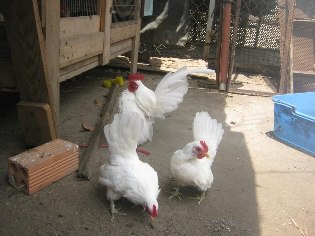 Serama ( Ship Toàn Quốc ) - 36