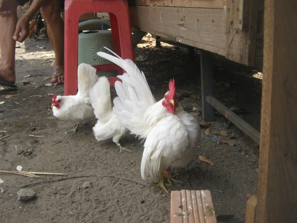 Serama ( Ship Toàn Quốc ) - 37