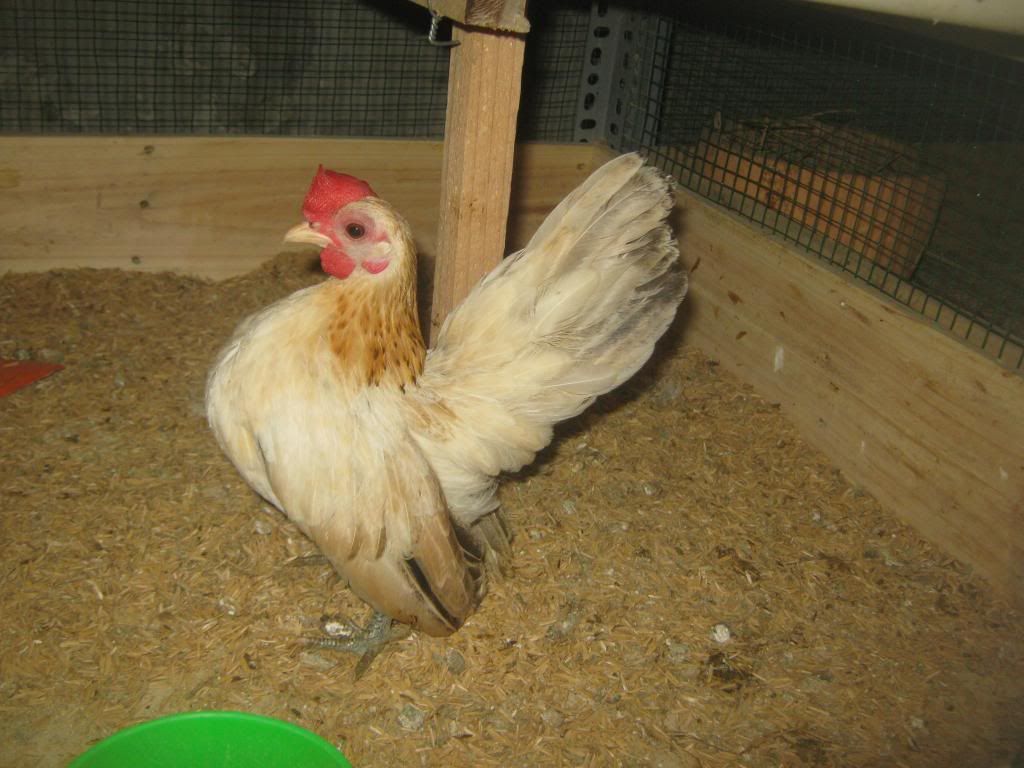 Serama ( Ship Toàn Quốc ) - 18