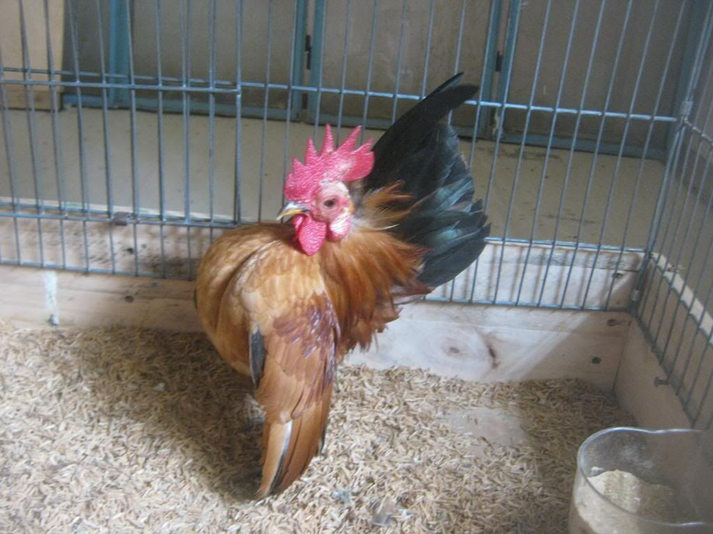 Serama ( Ship Toàn Quốc ) - 37