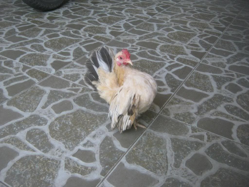 Serama ( Ship Toàn Quốc ) - 13