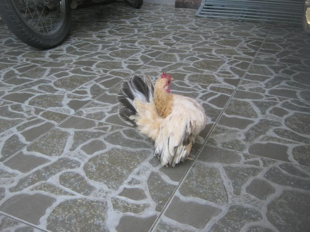 Serama ( Ship Toàn Quốc ) - 14