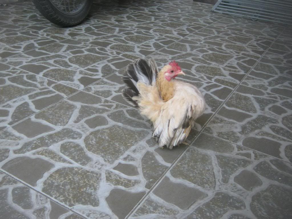 Serama ( Ship Toàn Quốc ) - 15