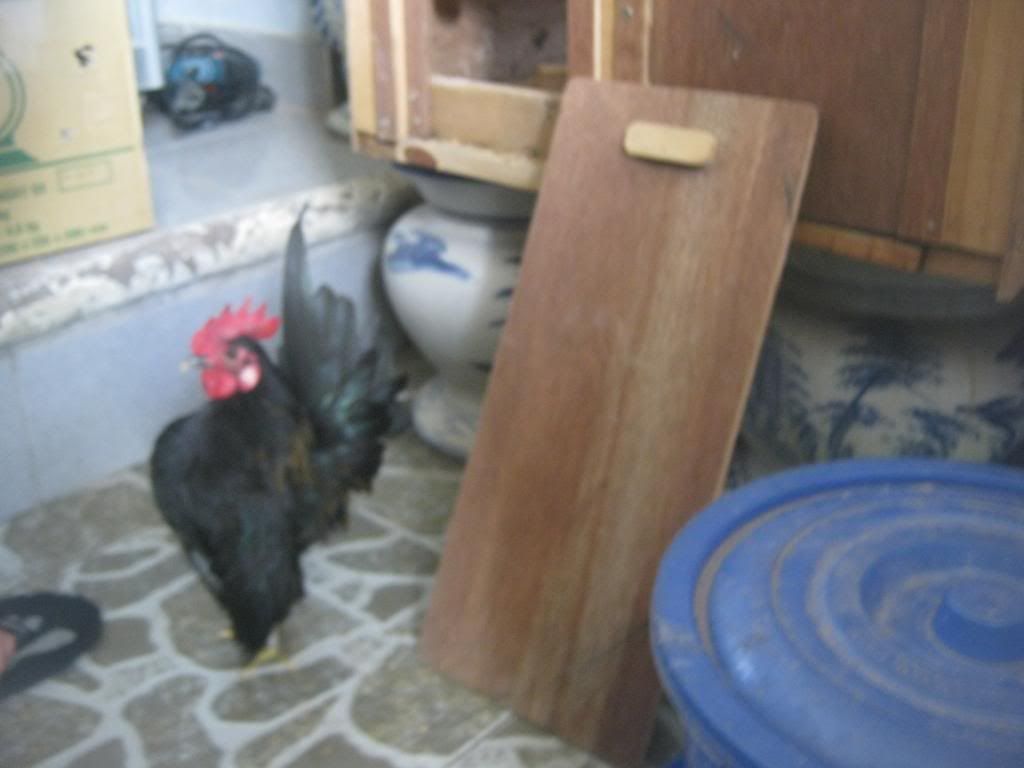 Serama ( Ship Toàn Quốc ) - 12