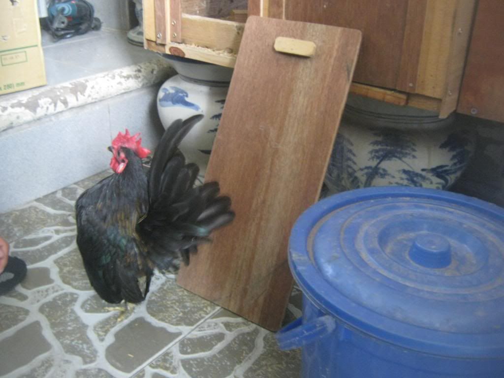 Serama ( Ship Toàn Quốc ) - 11