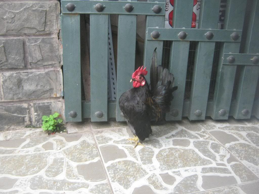 Serama ( Ship Toàn Quốc ) - 9