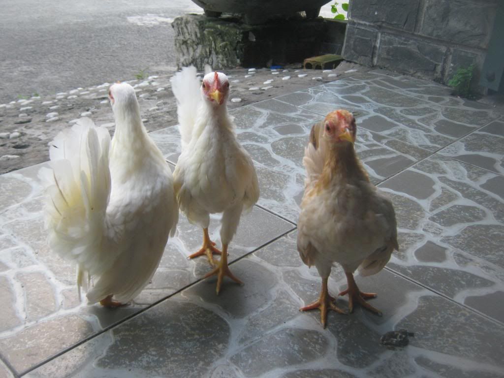 Serama ( Ship Toàn Quốc ) - 1