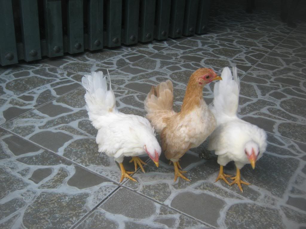 Serama ( Ship Toàn Quốc )