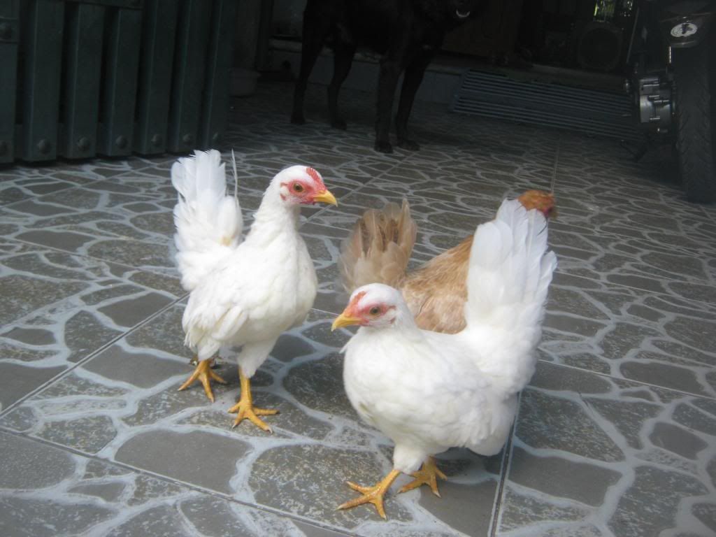 Serama ( Ship Toàn Quốc ) - 3