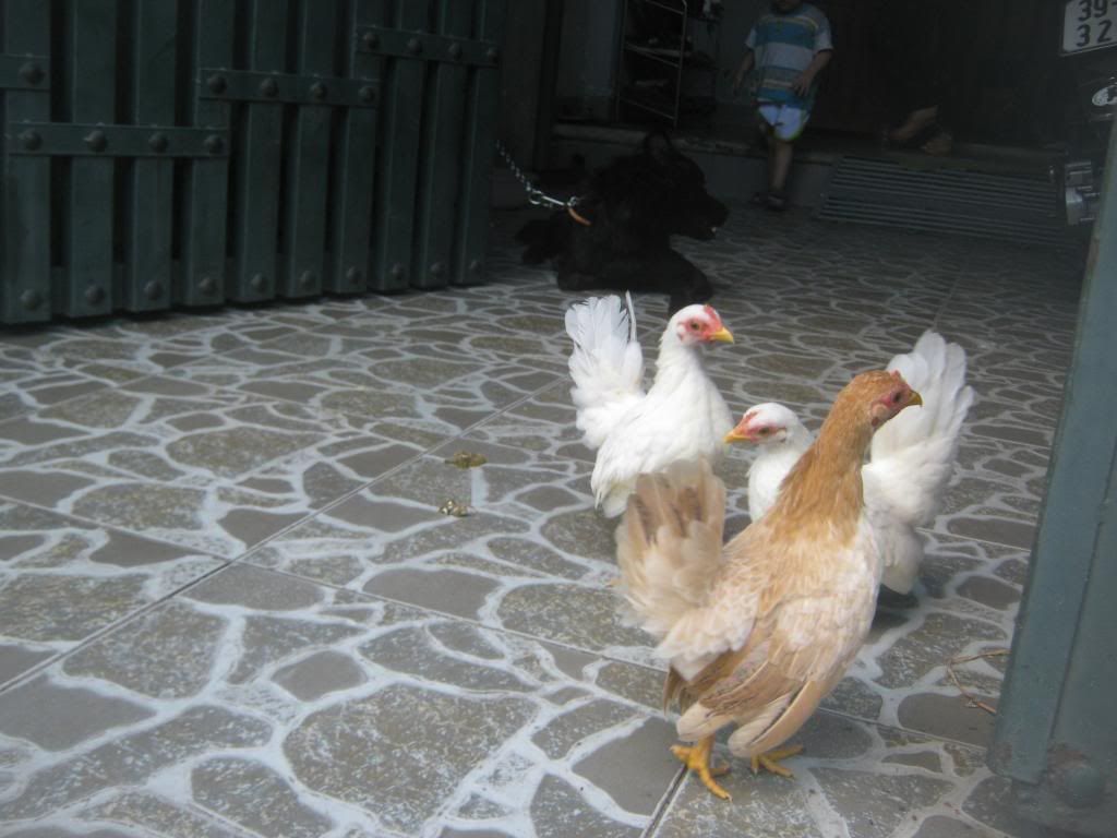 Serama ( Ship Toàn Quốc ) - 4