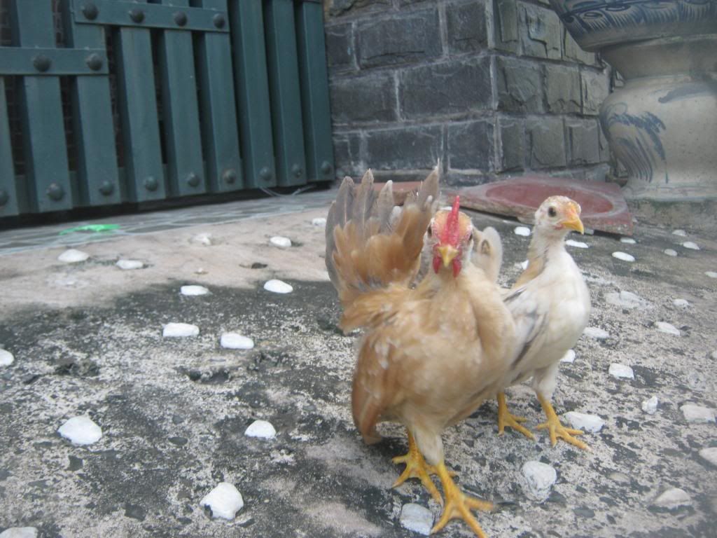 Serama ( Ship Toàn Quốc ) - 7