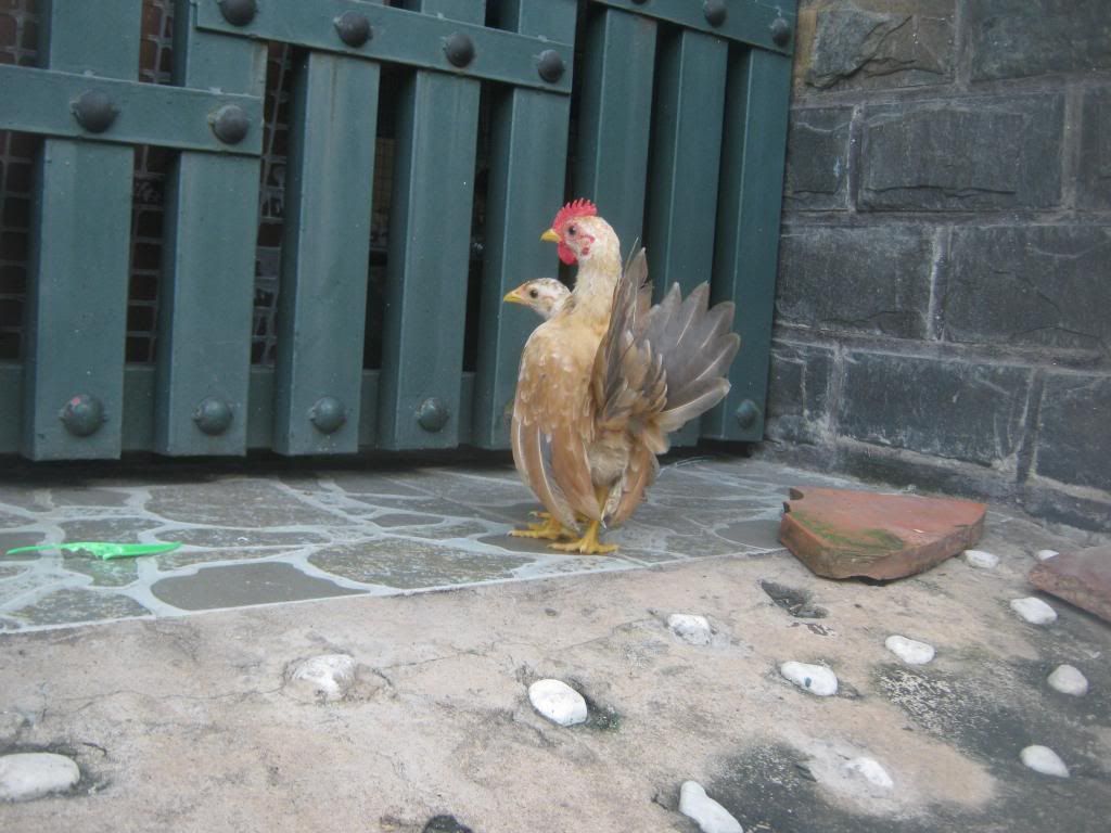 Serama ( Ship Toàn Quốc ) - 6