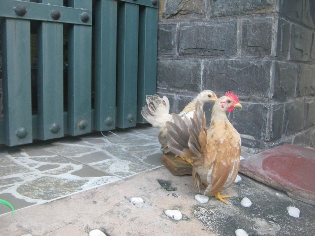 Serama ( Ship Toàn Quốc ) - 5