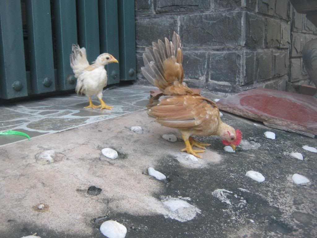 Serama ( Ship Toàn Quốc ) - 8