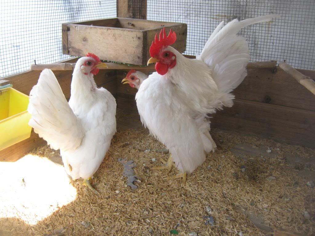 Serama ( Ship Toàn Quốc ) - 35