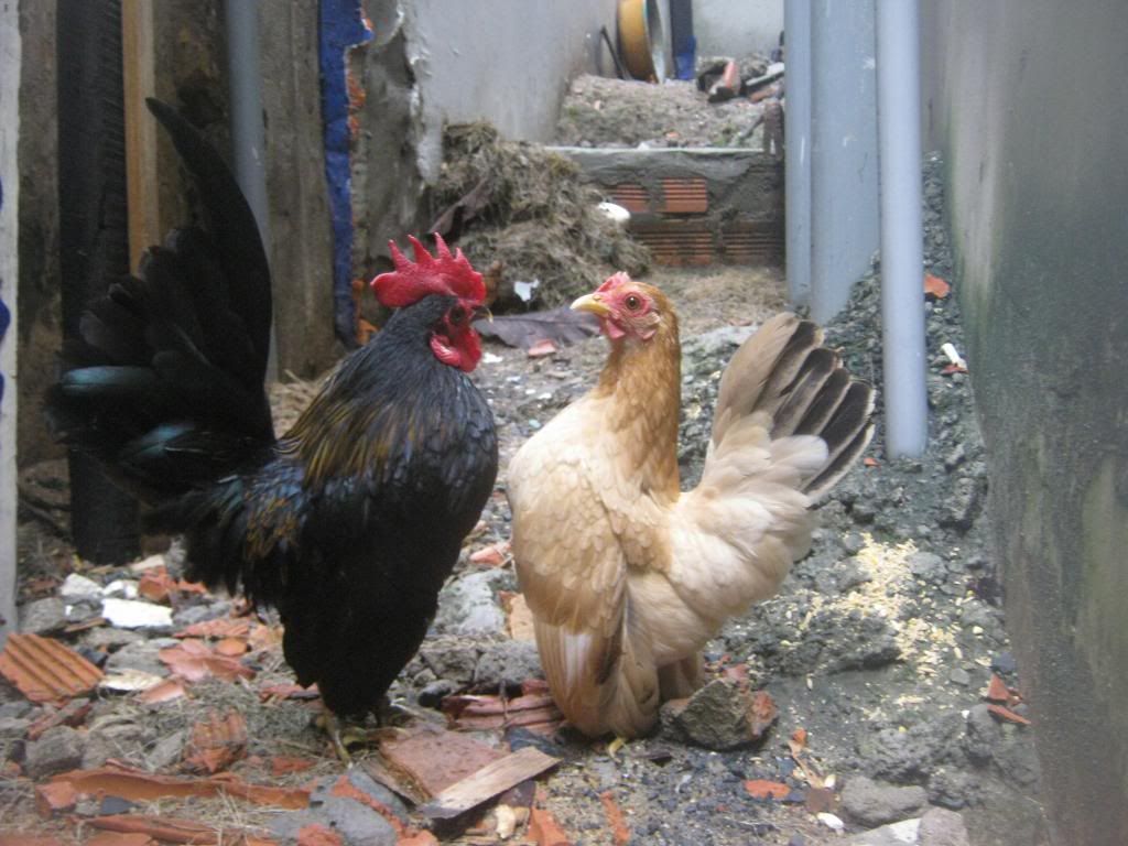 Serama ( Ship Toàn Quốc ) - 19