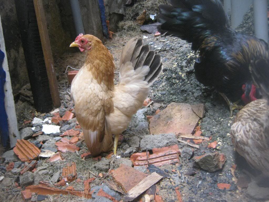 Serama ( Ship Toàn Quốc ) - 24