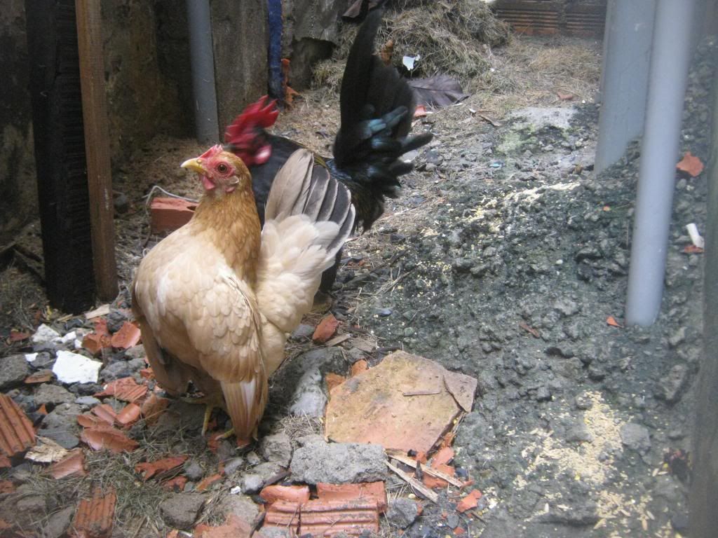 Serama ( Ship Toàn Quốc ) - 22