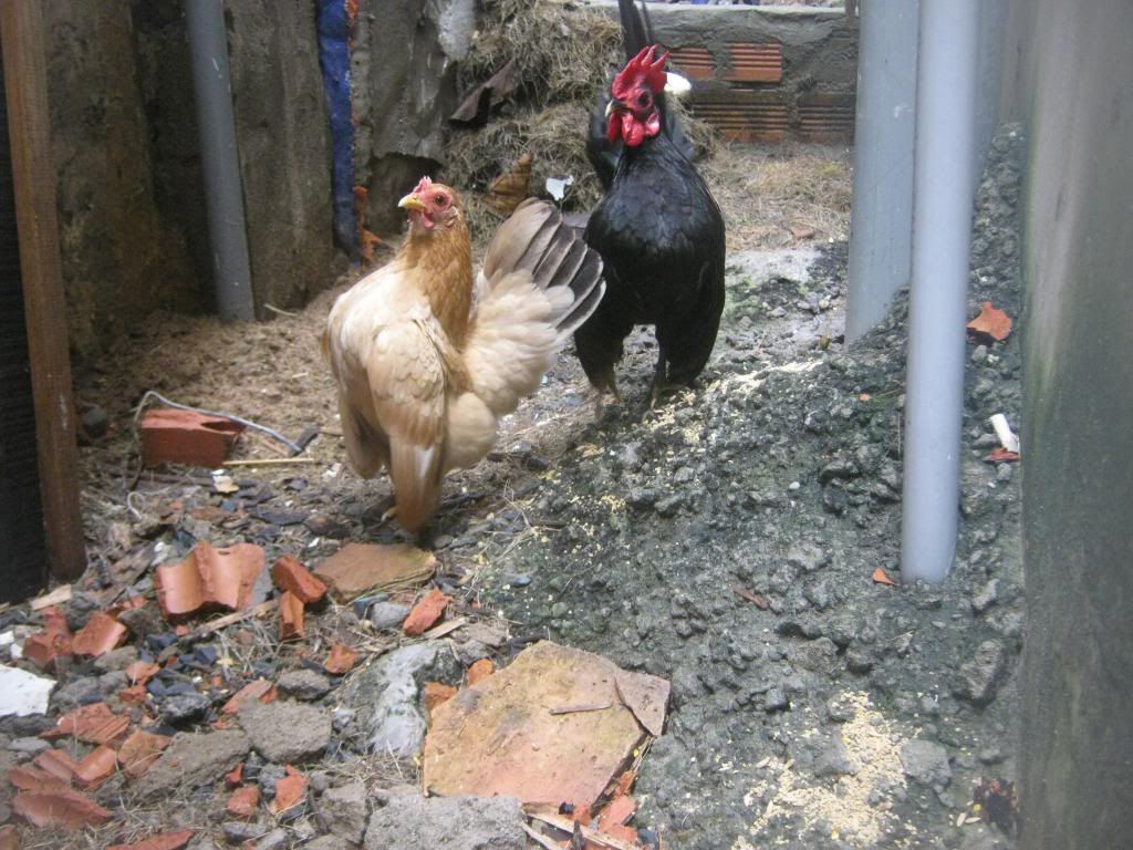 Serama ( Ship Toàn Quốc ) - 21