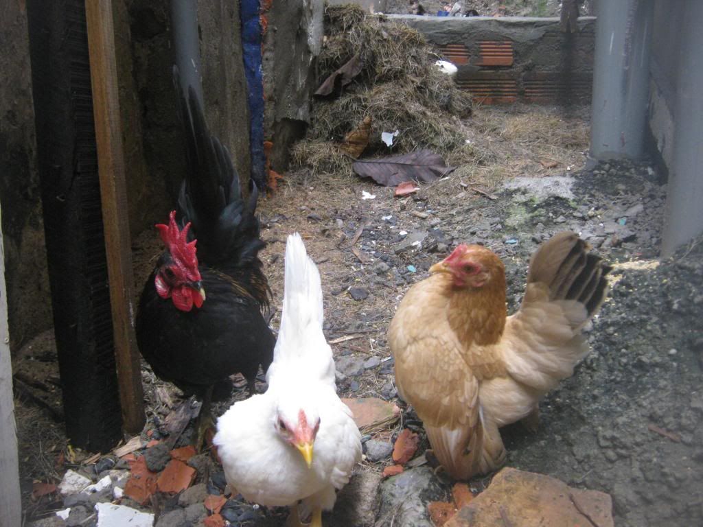 Serama ( Ship Toàn Quốc ) - 30