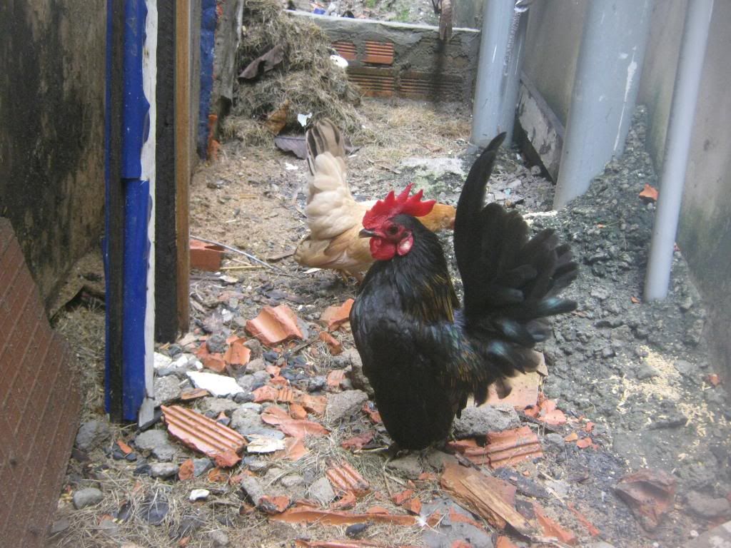 Serama ( Ship Toàn Quốc ) - 27