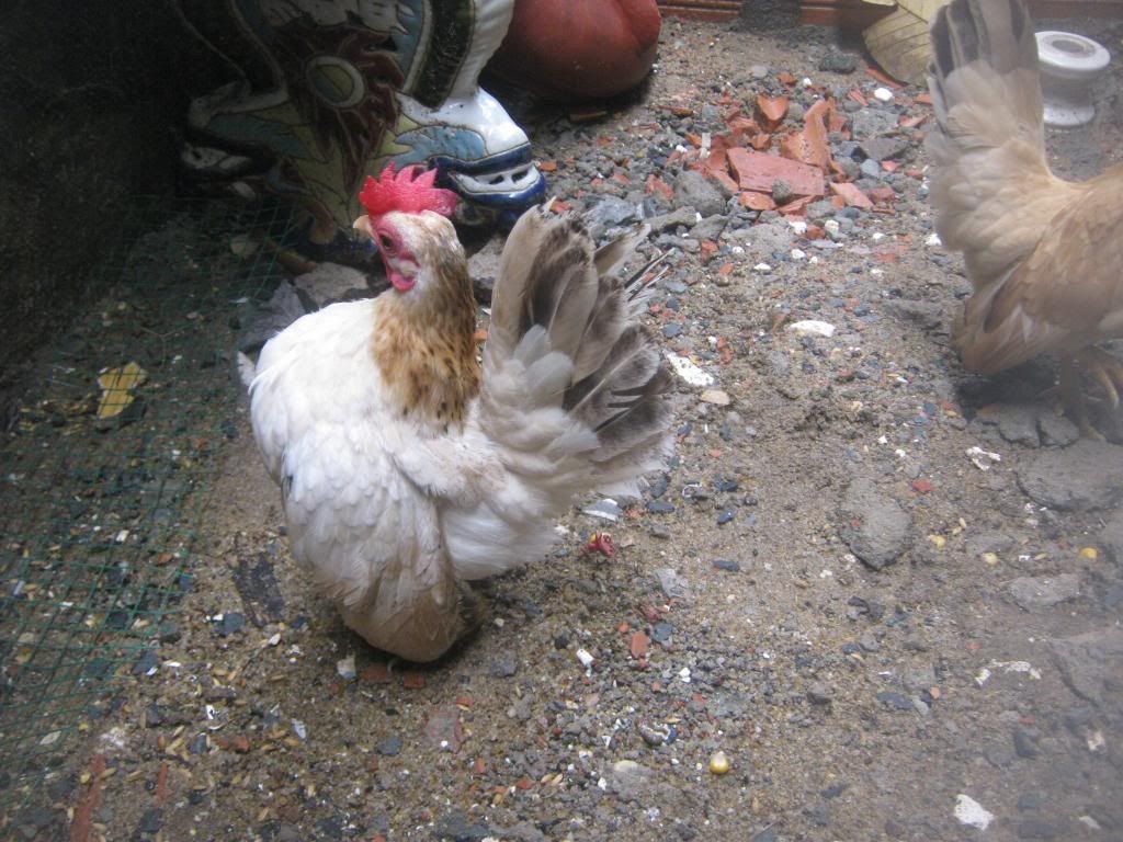 Serama ( Ship Toàn Quốc ) - 29