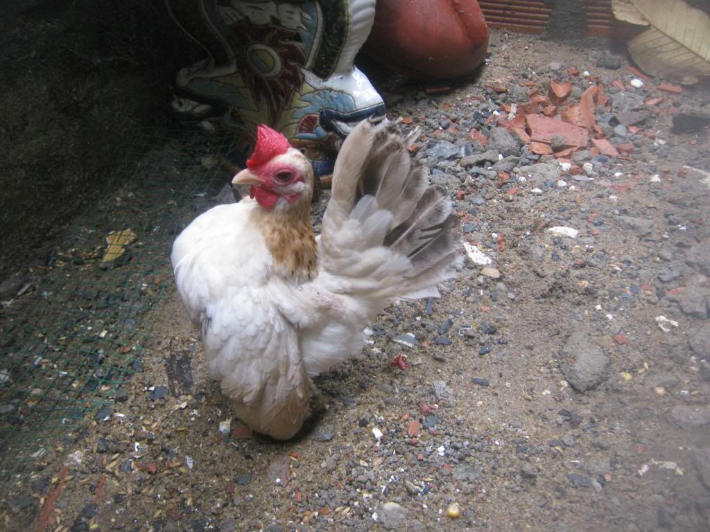 Serama ( Ship Toàn Quốc ) - 28