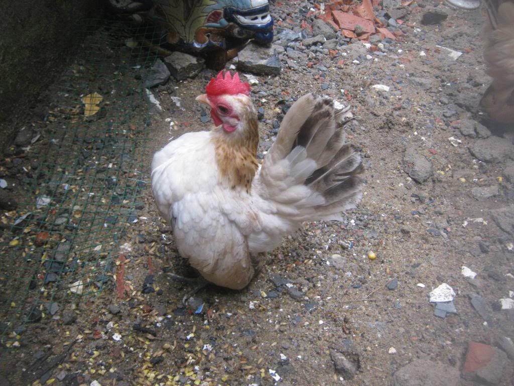 Serama ( Ship Toàn Quốc ) - 26