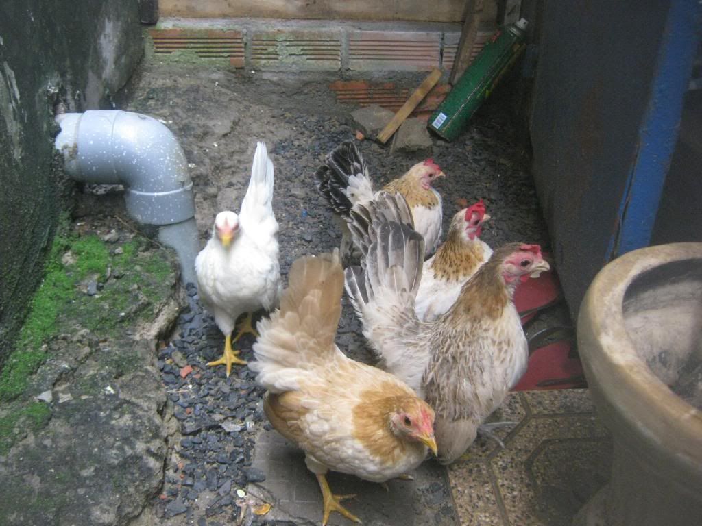 Serama ( Ship Toàn Quốc ) - 25