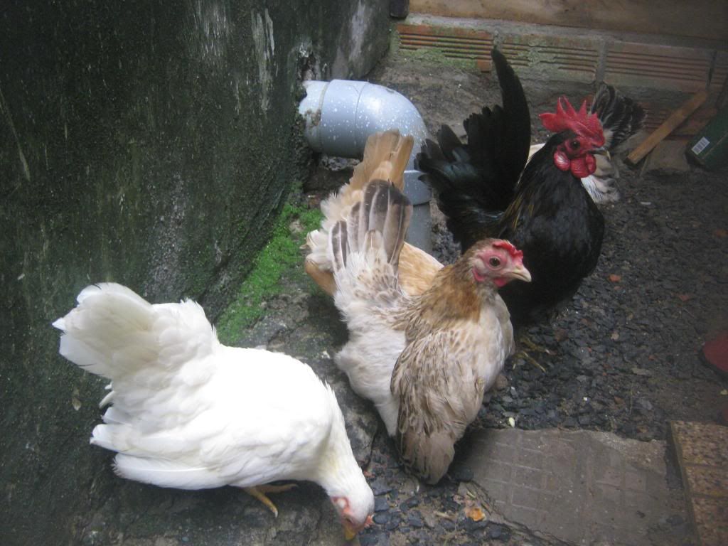 Serama ( Ship Toàn Quốc ) - 31