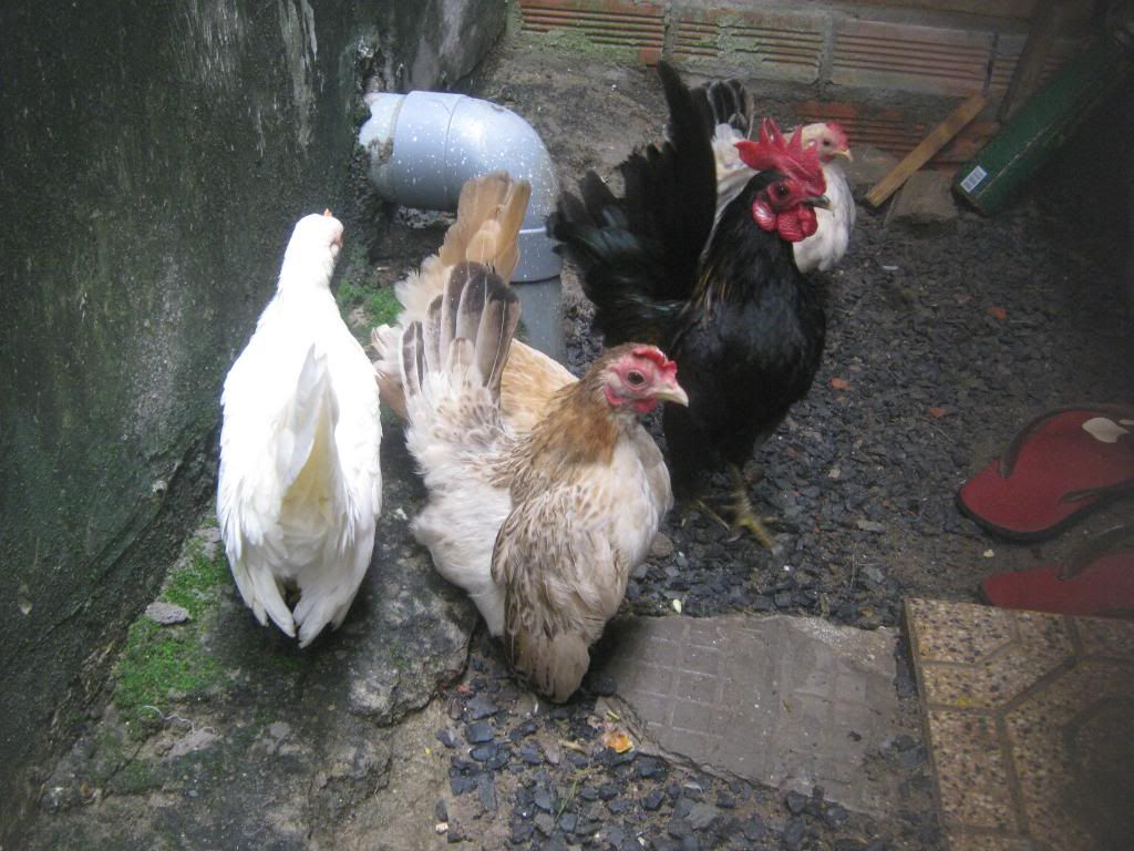 Serama ( Ship Toàn Quốc ) - 32