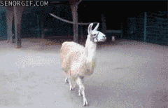 fabulous llama photo anigif_enhanced-buzz-20858-1340137062-4_zps1e5be578.gif