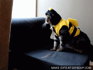 fail beecat photo beecatcantfly_zps7a7f60af.gif