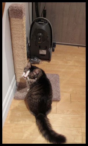 marinetti and his new scratching post