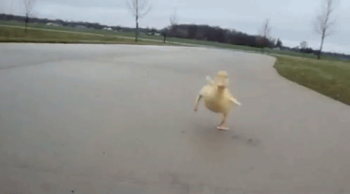 happy ducling photo incrediblyhappyduckling_zpsff334da6.gif